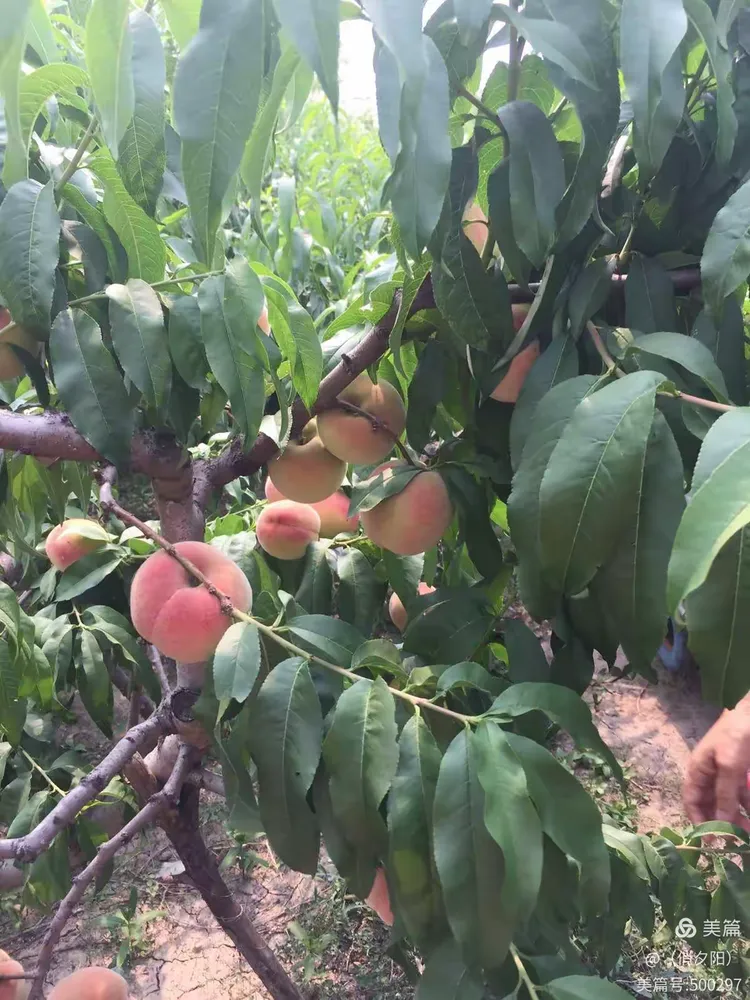 塘沽新城镇柴怨果蔬种植中心摘"朵子桃"